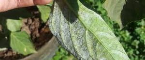 uploads/images/disease/powdery mildew of capsicum.jpg